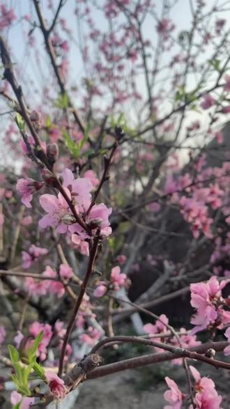 2026年的桃花开了