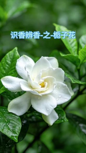 #养生知识分享 #创作者中心 #创作灵感 #香文化 #栀子花 识香辨香之栀子花