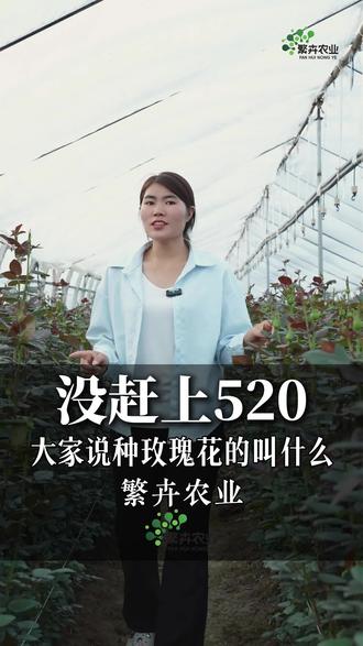 520基本结束了,还是没能赶上,小棚种植靠管理,基地种花靠设施#繁卉农业 #种植小技巧 #抖音流量扶持 #花卉基地 #玫瑰种植基地日常