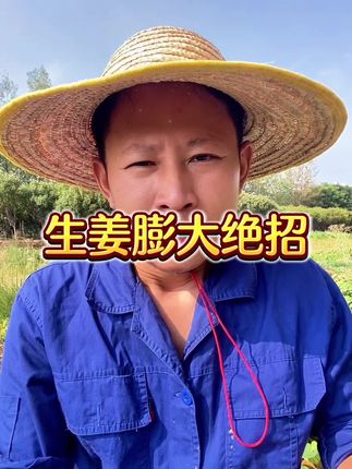 生姜膨大增产绝招#生姜种植 #生姜管理 #生姜病虫害防治#生姜高产 #种植小技巧