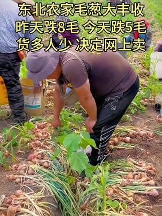东北笨毛葱也是鬼子葱,经过人工挑选,东北毛葱辣口不辣心#葱 #毛葱 #洋葱 #生鲜 #蔬菜