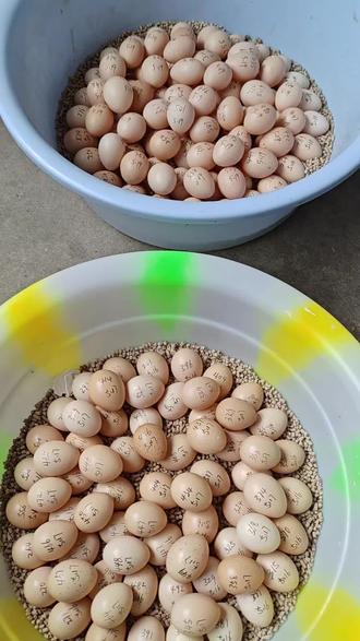 竹鸡蛋孵化教程 今天出一期竹鸡蛋孵化全过程教程
#竹鸡 #竹鸡蛋 #竹鸡苗 #观赏鸡 #宠物鸡