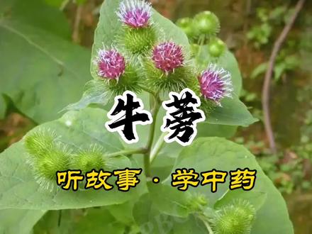 李时珍研究后:牛蒡成了全村人的救命根#中医传承 #牛蒡 #中草药 #每天学点中医知识 #我要上热门