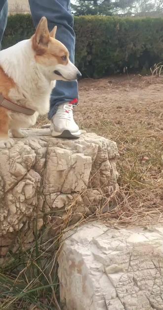 大家好我是dog#全抖音寻找玩法合伙人 #抖音玩法合伙人计划