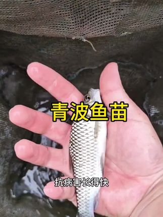 青波鱼 学名:倒刺鲃,和军鱼同科不同属,年底2斤,最大50斤,吃青苔,藻类,玉米等#青波鱼苗 #鱼苗批发 #优质鱼苗批发基地 #保质保量包售后 #渔场直发