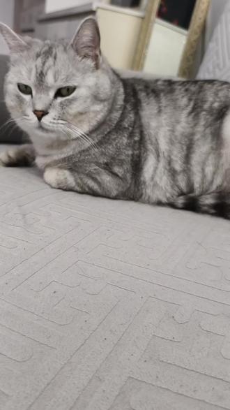 此剑定能斩断烦恼 #这猫有点上头 #银渐层 #猫咪也是有小情绪的 #记录猫咪日常 #纸折剑