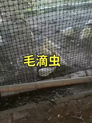 #每日分享养鸽知识