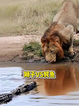 这就是为什么鳄鱼与鬣狗只怕雄狮,而不怕母狮的原因了#神奇动物在抖音 #精彩的动物世界 #动物世界解说 #动物世界百科 #神奇的动物