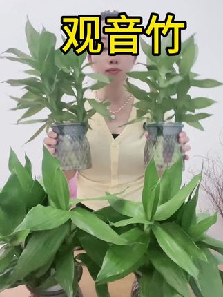 有水就能活!#室内绿植 #观音竹