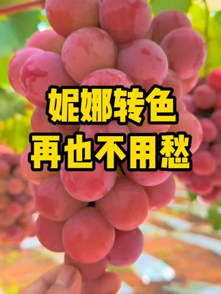 妮娜转色#葡萄种植技术#三农#妮娜皇后