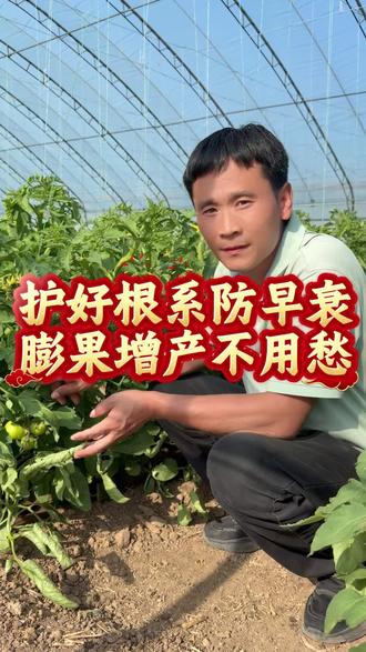 根系早衰怎么办#萃盛农业 #蔬菜种植#蔬菜大棚#根系问题