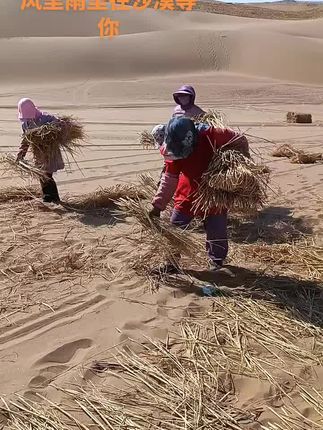 沙漠治沙人,最美治沙人!草方格治沙,先固沙后栽树!沙漠变绿洲!