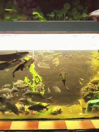 #活性硝化细菌净水剂#电解生物酶净水剂