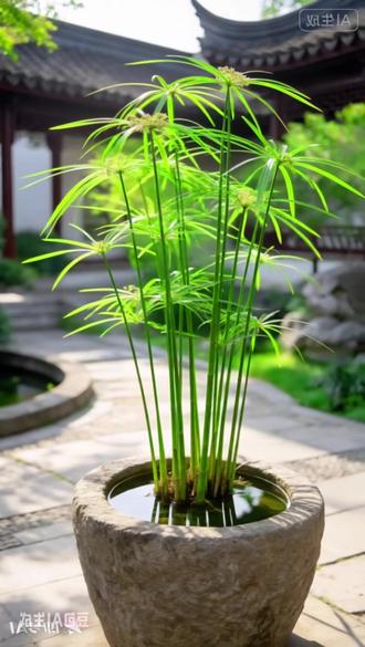 水竹,它是一款非常耐阴的植物,不需要大太阳,有点散射光就能长得很好,一年四季常绿#水竹 #水草 #水生植物 #鱼缸造景 #绿植