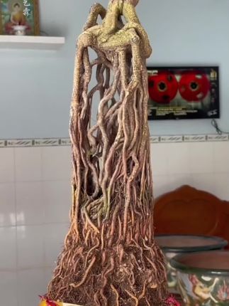 植物养护生根液原液,稀释千倍即可使用,大棚基地同款爆根神器#园艺 #花卉绿植 #扦插繁殖