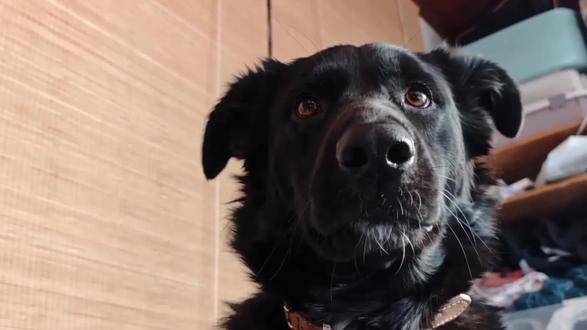 你我经历的一刻,狗狗穿越版#王菲 #你我经历的一刻 #春晚歌曲 #春晚歌曲王菲 #zazasu