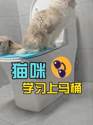 养了这么久的猫才知道猫咪还可以上马桶大小便#猫咪马桶训练器#封闭式猫砂盆#全自动猫砂盆
