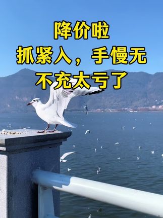 #超便宜超划算 #优惠活动火爆进行中 #省钱攻略 #旅游景点 #海鸥