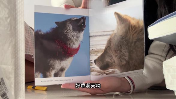 比我买专辑开心,格林是帅小伙#重返狼群 #重返狼群图书 #开箱视频