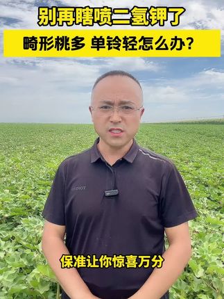 隔壁邻居的棉桃长的又大又圆,自己家的肥料也没少上,可是个头就是赶不上,原来问题出在这了!#五行山棉桃膨大营养液 #农业种植 #新疆棉花