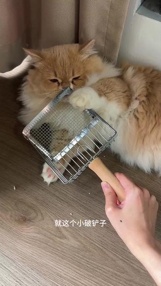 猫咪铲屎神器 前后分区铲,大块细碎一次搞定!适用所有猫砂#巨巨巨巨超值#萌宠好物#养猫人#猫砂铲#铲猫砂技巧