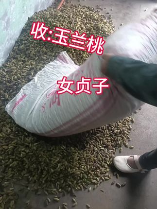 收:玉兰桃,女贞子,大红月季花瓣 #内容启发搜索 #中药材 #我的农村生活 #特色农产品