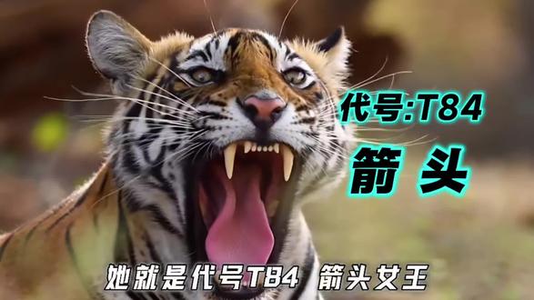 【老虎】箭头女王“于2025年6月19日”,回到了家乡在儿时栖息的树下病痛离世!一代传奇虎王“箭头”就此陨落!#箭头 #动物世界 #动物故事 #神奇动物在抖音 #青年创作者成长计划