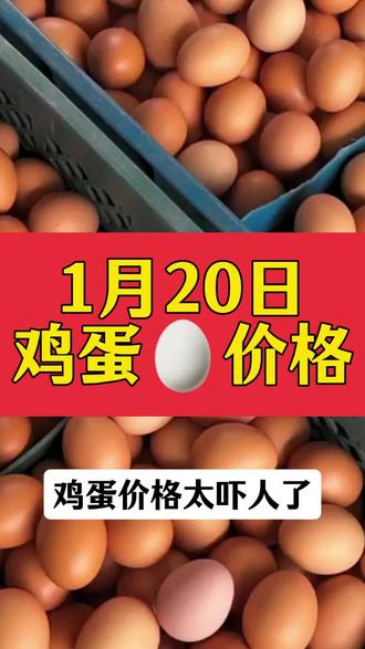 1月20日鸡蛋价格#鸡蛋价格 #蛋鸡养殖 #养鸡人 #蛋鸡无抗养殖 @抖音小助手