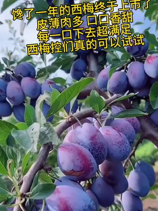 #创作灵感 又到了吃西梅的季节了,喜欢吃西梅的朋友赶紧看过来吧!我们家的西梅都是从新疆直接发货的,保证让你吃到新鲜可口的西梅,每一个都皮薄肉厚,酸甜适中,特别好吃,喜欢的就别错过了。#应季水果 #快来一起尝个鲜 #优质水果 #优质农产品