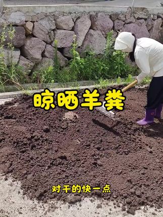 给我们的羊粪晾晒干#我要上热门#三农 #羊粪肥 #农业种植 #创作灵感 @抖店小助手