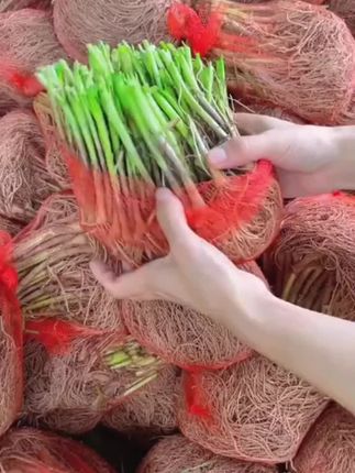 韭菜根苗#紫红韭菜根苗 #点击小黄车直接购买