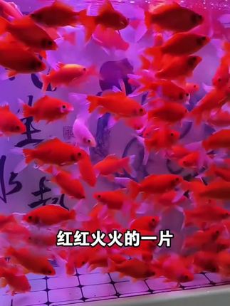 这一缸冷水鹦鹉鱼也太治愈了吧!红红火火,游来游去超解压~🐟✨ #冷水鹦鹉鱼 #鱼缸里的小世界