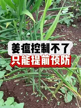 #生姜种植技术 #姜瘟