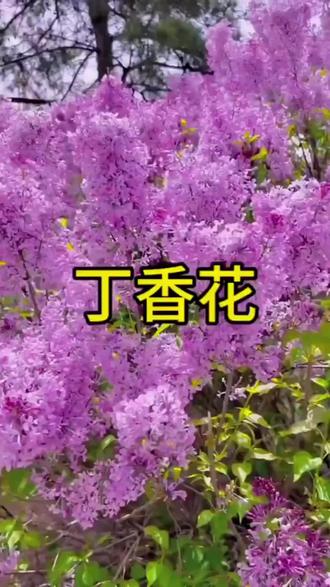 欧洲丁香花 适合南北方种植 开花比香水还好闻的丁香花 #丁香花 #欧洲丁香花 #盆栽 #庭院植物