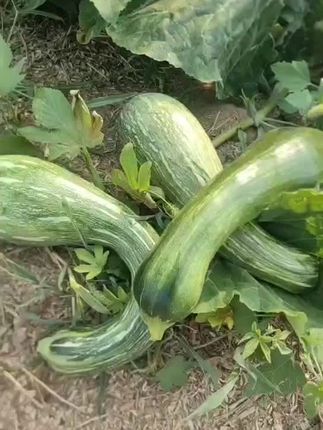 新鲜嫩南瓜#嫩南瓜塌菜馍 #南瓜扭 #嫩南瓜塌菜馍