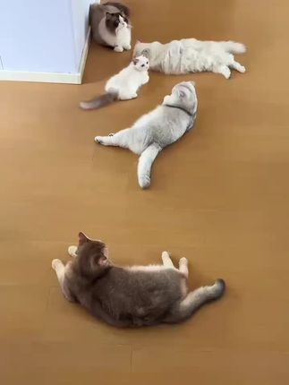自从给我家猫主子买了这个#猫吊床 之后,它就再也不肯下来了,每天就在上面晒太阳睡觉,真的太喜欢了。而且这个还是可折叠的,不用的时候可以把它折起来,也不占地方,家里养猫的一定要买一个试试看,让你的猫咪也能享受一下大自然的阳光,赶紧点击下方链接下单吧!