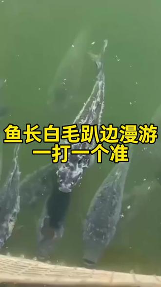 鱼长白毛一打一个准#鱼水霉 #鱼水霉病#鱼长白毛 #鱼出血烂身