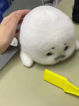 #萌宠出道计划 #可爱到爆炸💥 #礼物 #毛绒玩具 #海豹