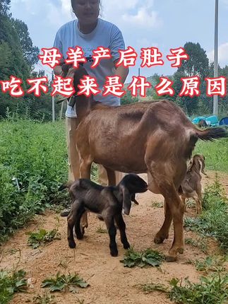 母羊产后掉膘干瘦怎么办#农村养羊#养羊技术#养羊人@DOU+小助手