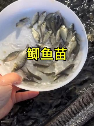 #水产养殖 #养鱼人 #水产人的辛酸 #生态养殖 #鱼塘养殖 中科五号鲫鱼苗