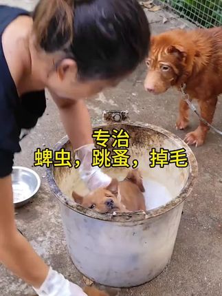 养狗体外驱虫,治疗狗狗皮肤病掉毛效果不错!#家有中华田园犬 #宠物洗澡 #狗狗 #皮肤病狗狗