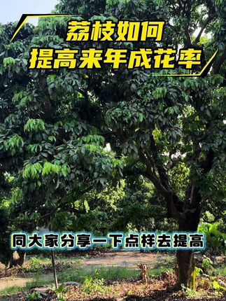 荔枝目前如何管理提高来年成花率#荔枝种植#荔枝管理#三农 #荔枝 #荔枝壮梢