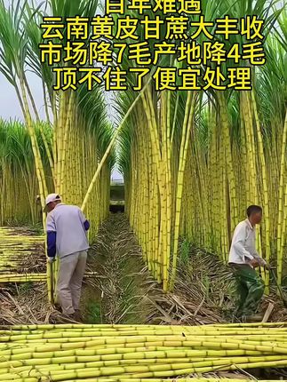 正宗云南黄皮甘蔗。17块9发5斤黄金甘蔗,又脆又甜#超便宜超划算 #黄皮甘蔗