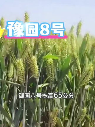 #上热门 #豫园8号#三农 #新农人计划2022 #农村生活@上热门🔥🔥🔥 @央视三农