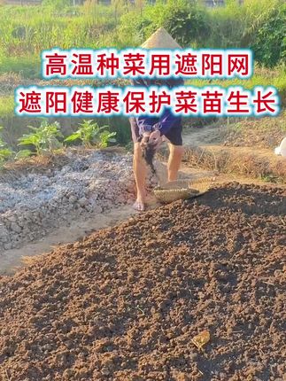 高温种菜,刚出苗的的蔬菜很容易被太阳晒死,那就它搭个遮阳棚#遮阳网 #种菜遮阳网 #种菜小技巧 #种菜防虫网
