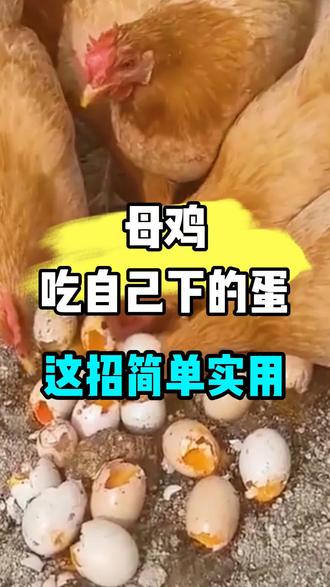 母鸡吃自己下的蛋怎么办?这招简单实用!#鸡吃鸡蛋#养鸡#三农#农村散养土鸡#养鸡人