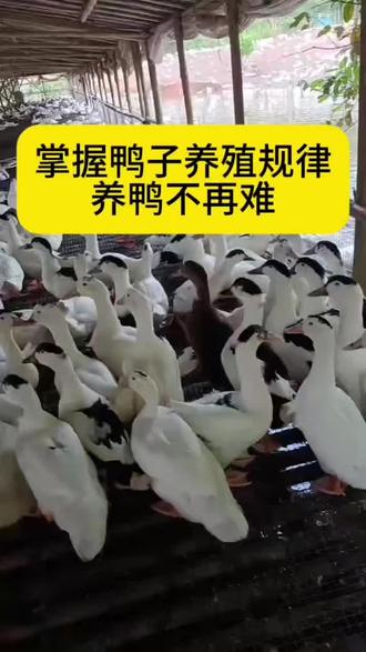 养鸭规律一定要清楚#抖音新三农#三农人#养鸭技术