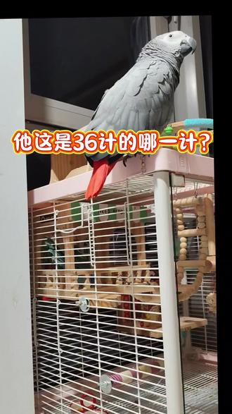 每天就这样来回拉扯,咱也不知道想干啥#技术活一般人来不了 #神奇动物在抖音 #鹦鹉 #会说话的鸟 #同城推荐