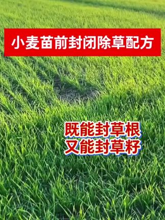 小麦苗前除草配方 #农业种植 #农技推广 #种植小技巧 #三农种植 #除草剂
