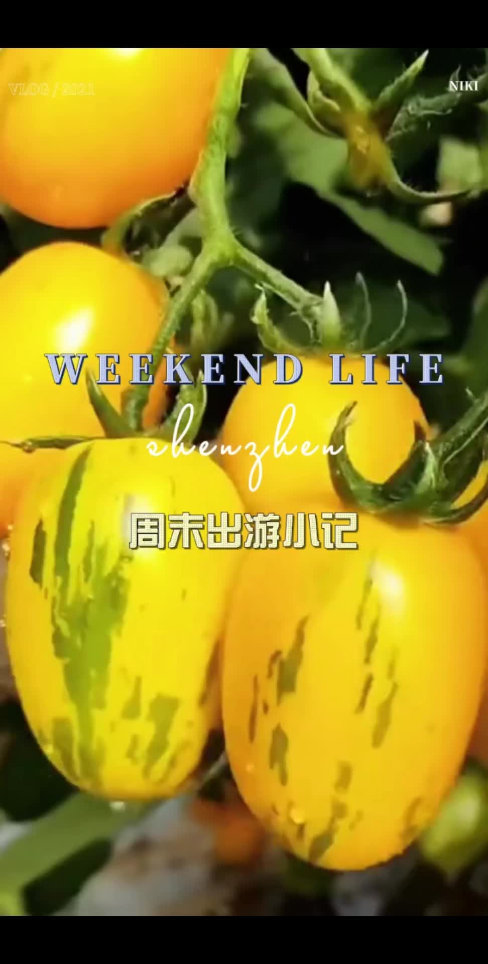 黄虎皮柿子种子!#抖音助农 #服务三农支持三农 #三农 #新农人计划 #虎皮柿子